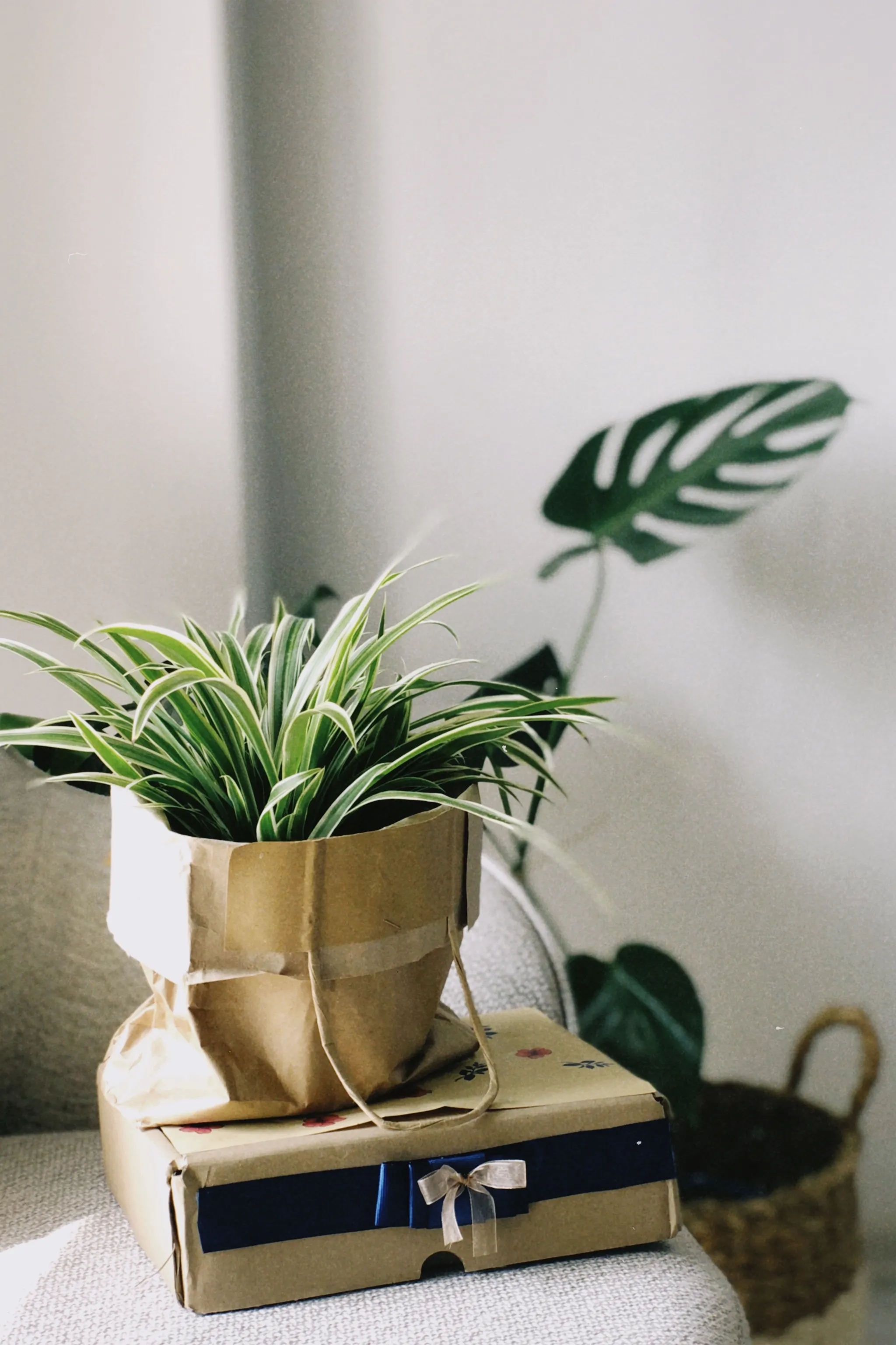 A plant styled in a warm, welcoming home interior